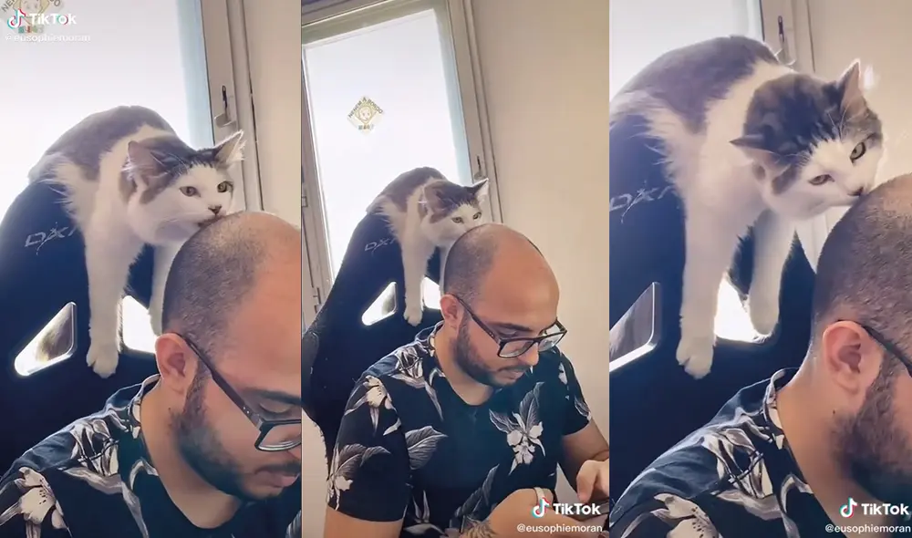 El hombre ni se movió al sentir las caricias de su gatito. Foto: captura de TikTok