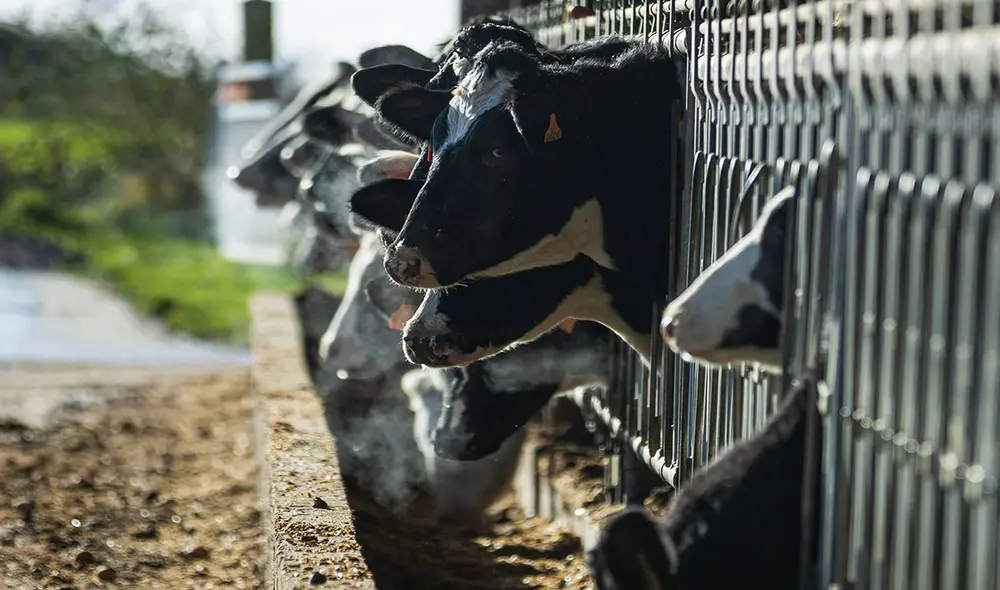 Las vacas son sagradas para la religión hindú en India. Foto: AFP/referencial
