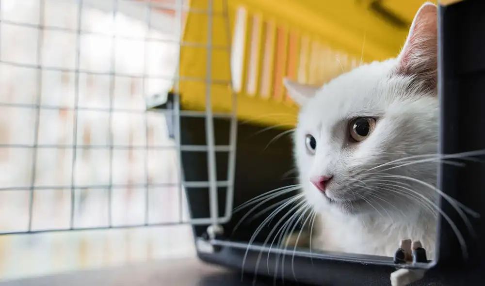 Mascotas deben viajar en kennels o cajas transportadoras para no incomodar a otros pasajeros. Foto: BraunS/Getty Images