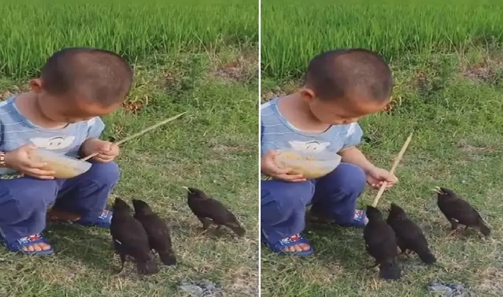 Un niño alimenta dulcemente a cuatro pajaritos y se roba el corazón de miles. Foto: captura de TikTok