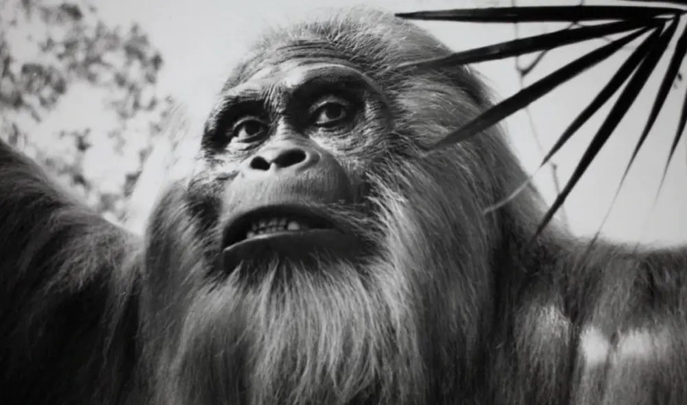 Representación de Gigantopithecus Blacki en el zoológico de San Diego, en Estados Unidos. Foto: Museum of Man San Diego