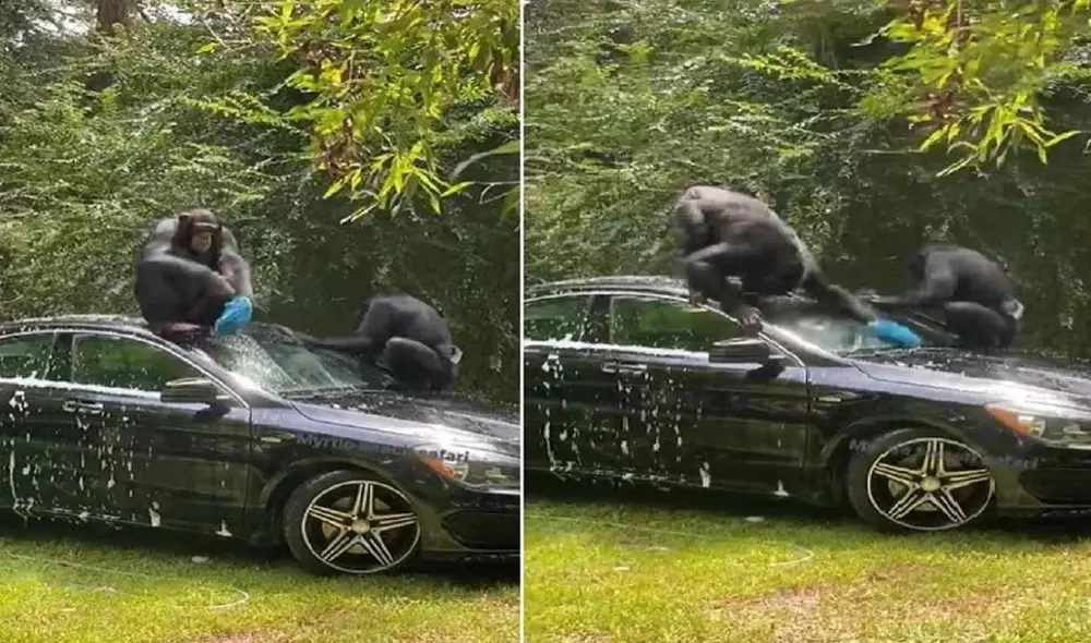 Dos chimpancés lavan con esmero el carro de su cuidador y se vuelven virales. Foto: captura de TikTok.