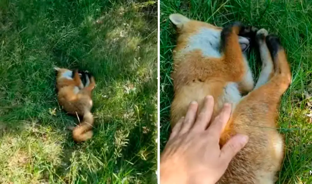 El video ha causado gran sensación en las redes sociales. Foto: captura de Facebook El video ha causado gran sensación en las redes sociales. Foto: captura de Facebook
