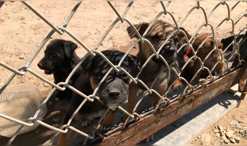 Comercio se fomenta, principalmente, en la avenida Balta. Foto: Rosa Quincho