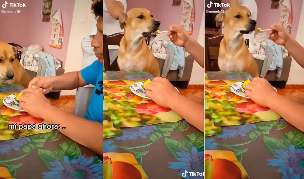 Estas imágenes han causado todo tipo de reacciones en las redes sociales. Miles de cibernautas no han parado de comentar este video. Foto: captura de TikTok Estas imágenes han causado todo tipo de reacciones en las redes sociales. Miles de cibernautas no han parado de comentar este video. Foto: captura de TikTok