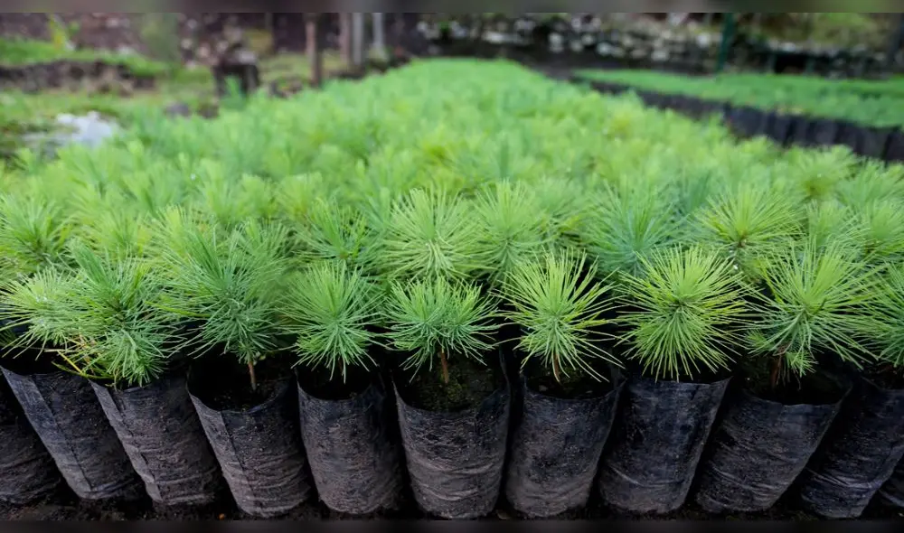 Especies forestales nativas y exóticas se sembrarán en campaña de reforestación en Cajamarca. Foto: Gobierno Regional de Cajamarca. Especies forestales nativas y exóticas se sembrarán en campaña de reforestación en Cajamarca. Foto: Gobierno Regional de Cajamarca.