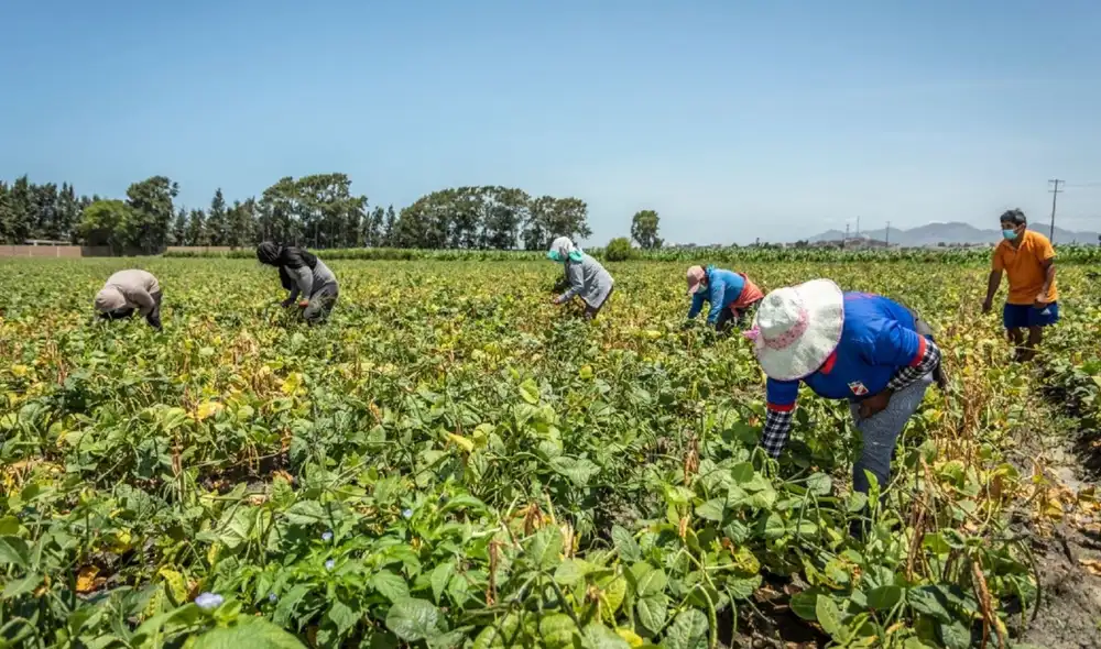 Busca reducir educir el impacto negativo en su economía producto del contexto de la COVID-19. Foto: Andina