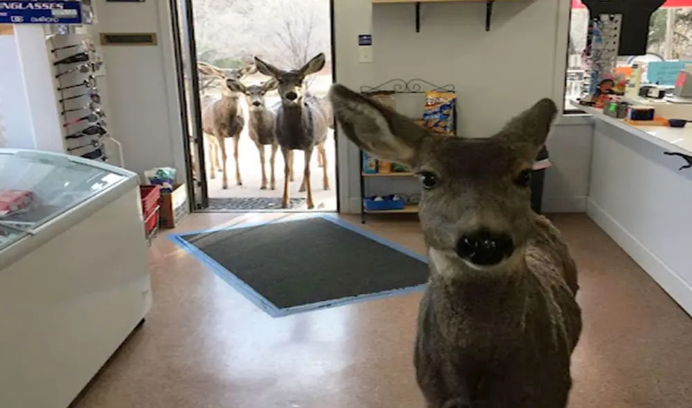 Una mujer se percató de la presencia de la mamá cierva y trató de regresarla a su hábitat, pero no imaginó que esta le daría una sorpresa tras regresar a la media hora. Foto: Horsetooth Inn and RV Park