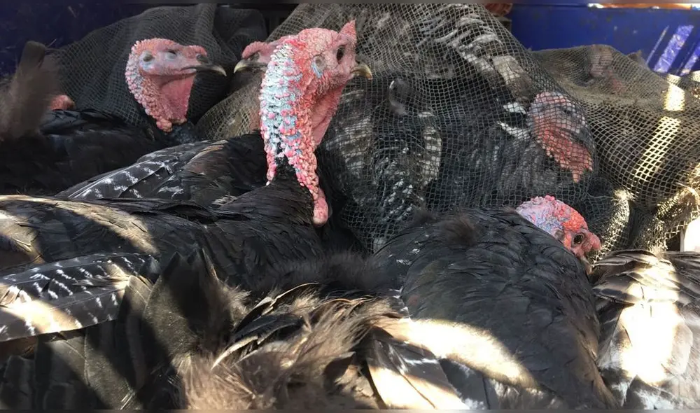 Venta de pavos en Chiclayo. Foto: Rosa Quincho Venta de pavos en Chiclayo. Foto: Rosa Quincho