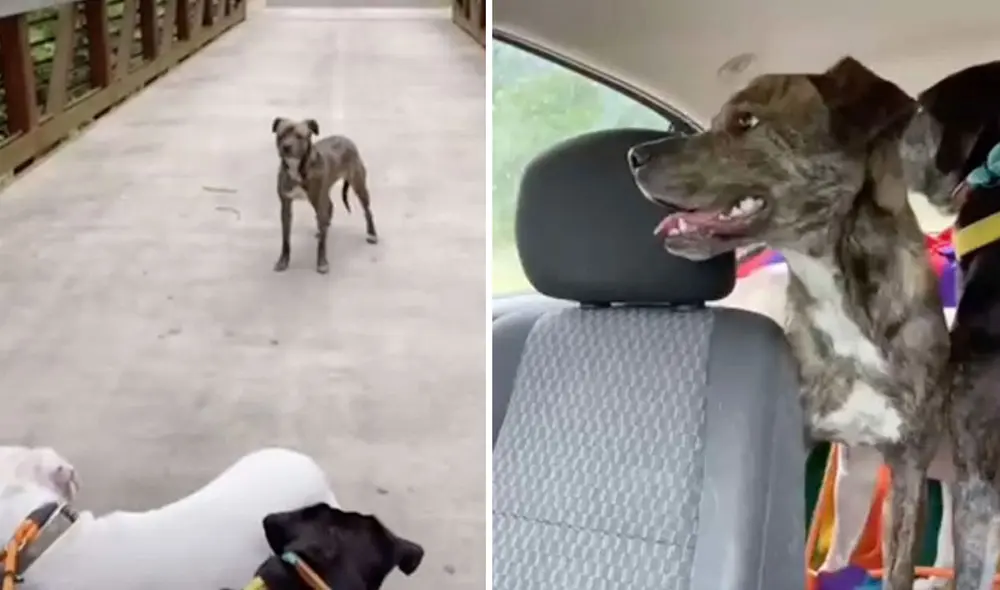 Esta amante de los animales no pudo negarse ante la necesidad de afecto de este can y decidió acogerlo. Foto: captura de TikTok Esta amante de los animales no pudo negarse ante la necesidad de afecto de este can y decidió acogerlo. Foto: captura de TikTok
