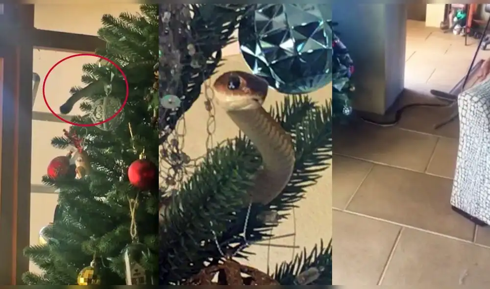 Video publicado en el canal de YouTube Snake Lives Matter. Foto: captura de YouTube