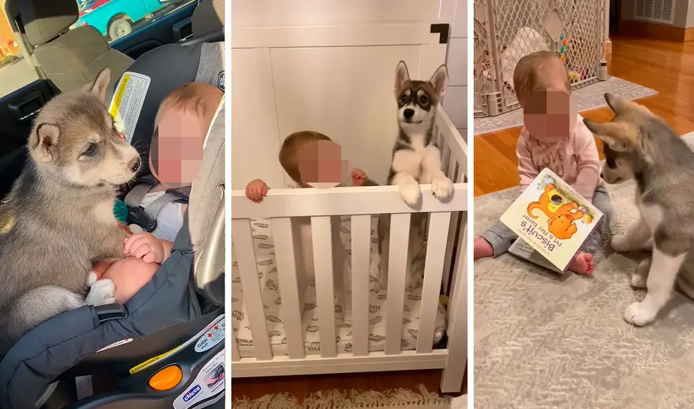 Una pareja armó un plan para que su hija vea a su ‘nuevo compañero’; sin embargo, se emocionaron cuando vieron que se llevaron de la mejor manera. Foto: captura de YouTube