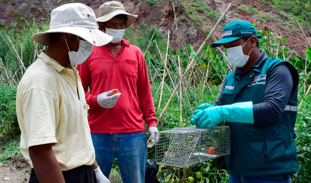Cusco: Senasa apoya en el control de plaga de roedores en siete ...