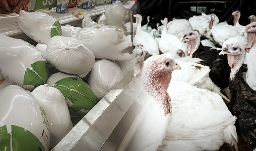 La oferta de pavos será mayor en 38,3% en comparación a lo registrado en la campaña del año 2020, pese a los impactos generados por la pandemia de la COVID-19. Foto: composición LR/Jazmín Ceras