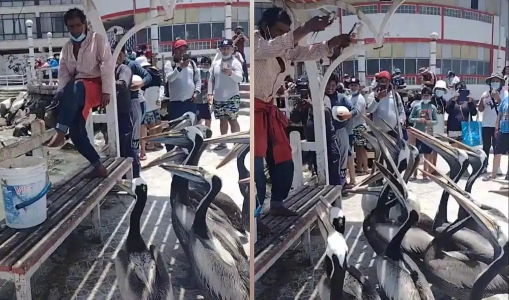 Los usuarios en la red quedaron impresionados con el buen ánimo del hombre y hasta se animaron a manifestar sus deseos por apoyarlo en la alimentación de los animales del puerto. Foto: captura de TikTok Los usuarios en la red quedaron impresionados con el buen ánimo del hombre y hasta se animaron a manifestar sus deseos por apoyarlo en la alimentación de los animales del puerto. Foto: captura de TikTok