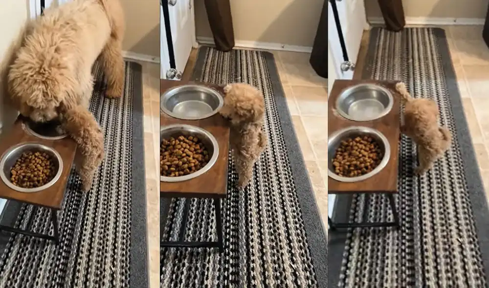 Muchos cibernautas pensaron que la madre del animal la ayudaría a comer. Foto: captura de YouTube