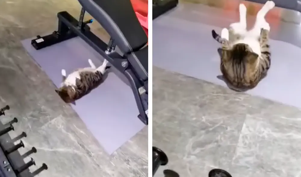 Al parecer, el gatito necesitaba bajar los kilitos demás. Foto: captura de Facebook