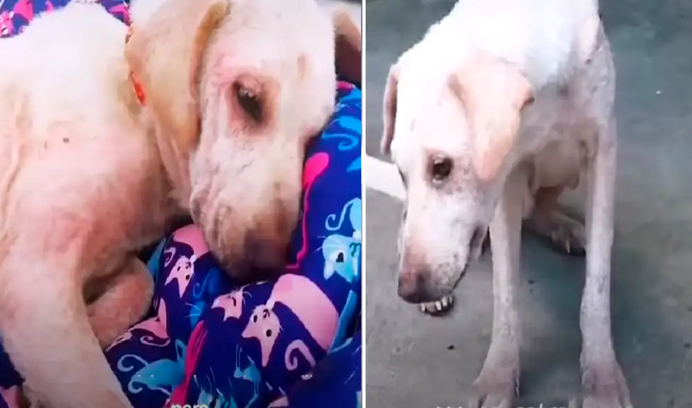 El video ha sido compartido en el canal El Dodo. Foto: captura de YouTube