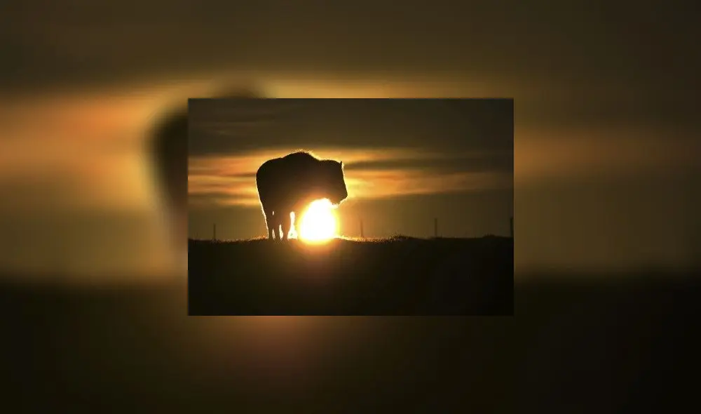 El bisonte americano mide unos 1,6 metros de altura y pesa alrededor de una tonelada. Foto: Felix Kaestle/EFE. Video: CEMEX.