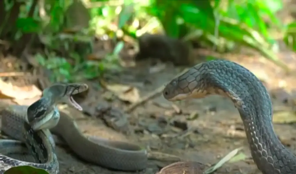 El video viral ha sido compartido en el canal TRANS7 OFFICIAL GLOBAL. Foto: captura de YouTube El video viral ha sido compartido en el canal TRANS7 OFFICIAL GLOBAL. Foto: captura de YouTube