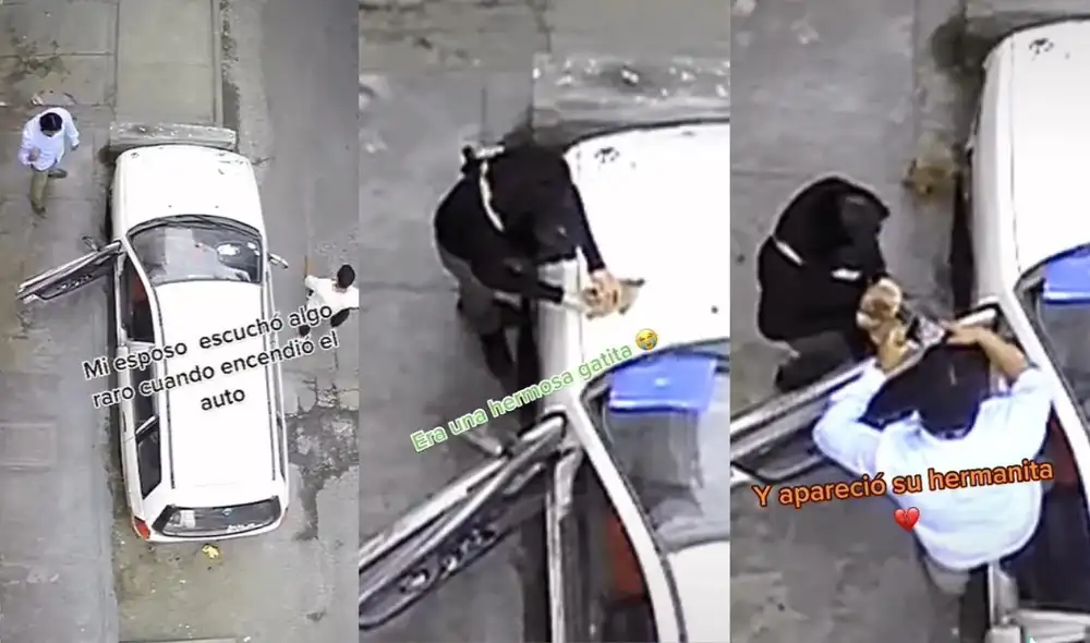 La usuaria recibió los halagos de cientos de usuarios, quienes recalcaron lo bien atentos que estaban para encontrar al minino antes de pasear con el vehículo por las calles. Foto: captura de TikTok