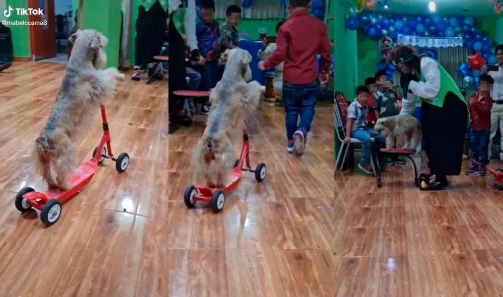 El clip fue subido por la usuaria @mabelccama8 despertó un debate en redes, donde muchos que conocían al payaso indicaron que este trataba al animal con mucho amor. Foto: captura de TikTok