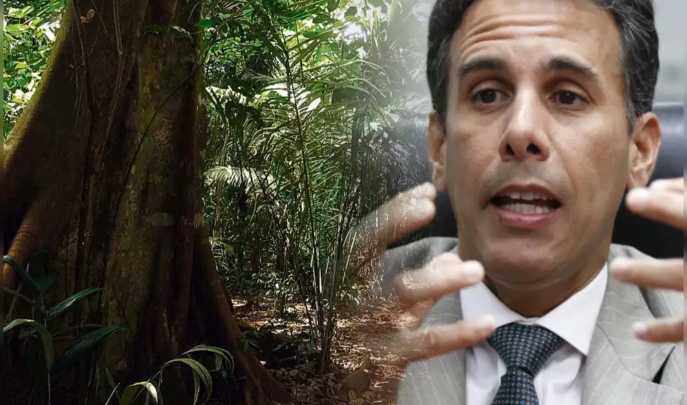 Ghezzi indicó que urgen medidas de acceso a financiamiento concesional con tasas menores del 5% y, al igual que en otros países de la región, un subsidio directo a las plantaciones asociado al porcentaje de lo invertido. Foto: composición/La República