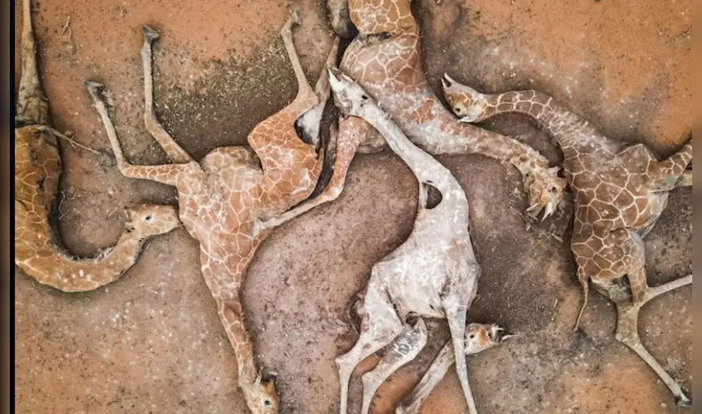 Seis jirafas muertas presuntamente por deshidratación y falta de alimentos. Foto: Ed Ram