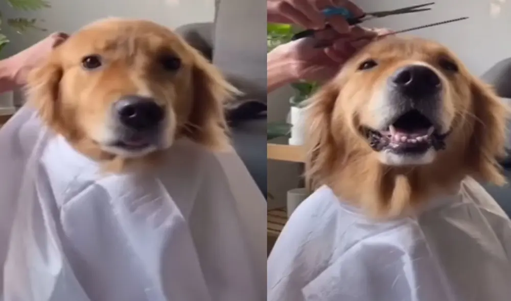 Mujer finge darle un corte de pelo a su perrita y esta cautiva con una tierna reacción. Foto: captura de TikTok.
