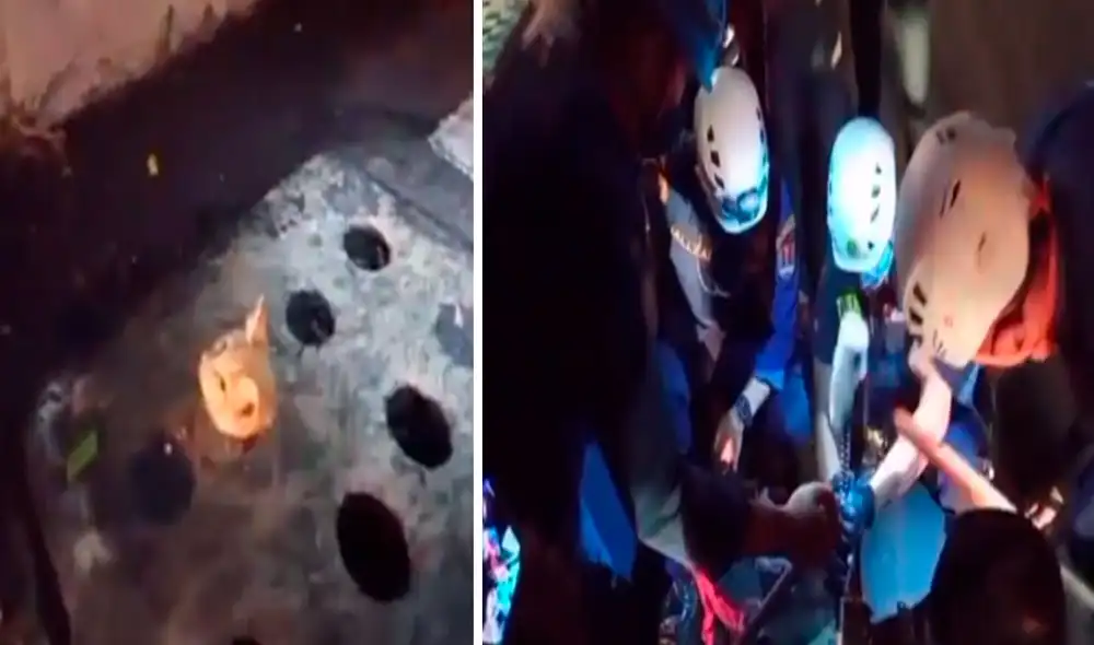 Un grupo de vecinos reportó a las autoridades sobre el accidente que sufrió un felino cuando deambulaba por la zona en busca de comida. Foto: captura de YouTube