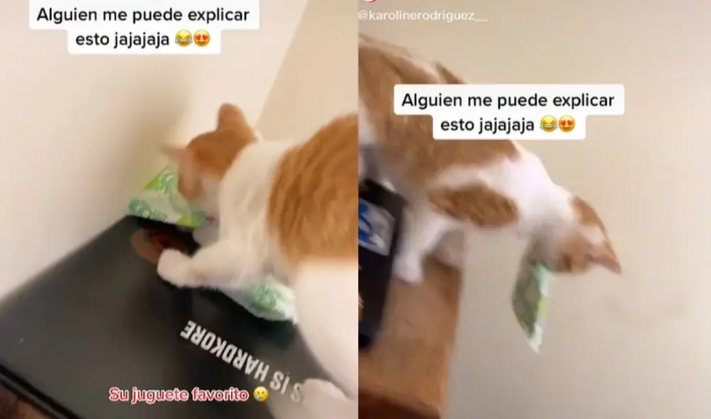 La gatita huyó rápidamente con la toalla higiénica para jugar y divertirse en la sala de su hogar. Foto: captura de TikTok