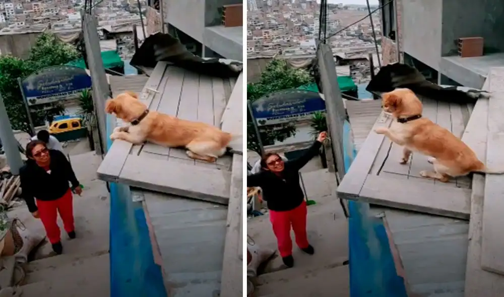 Una madre regresó a su hogar después de su trabajo; ante su llegada, se sorprendió con el tierno gesto que tuvo su mascota luego que la esperó por horas. Foto: captura de Facebook