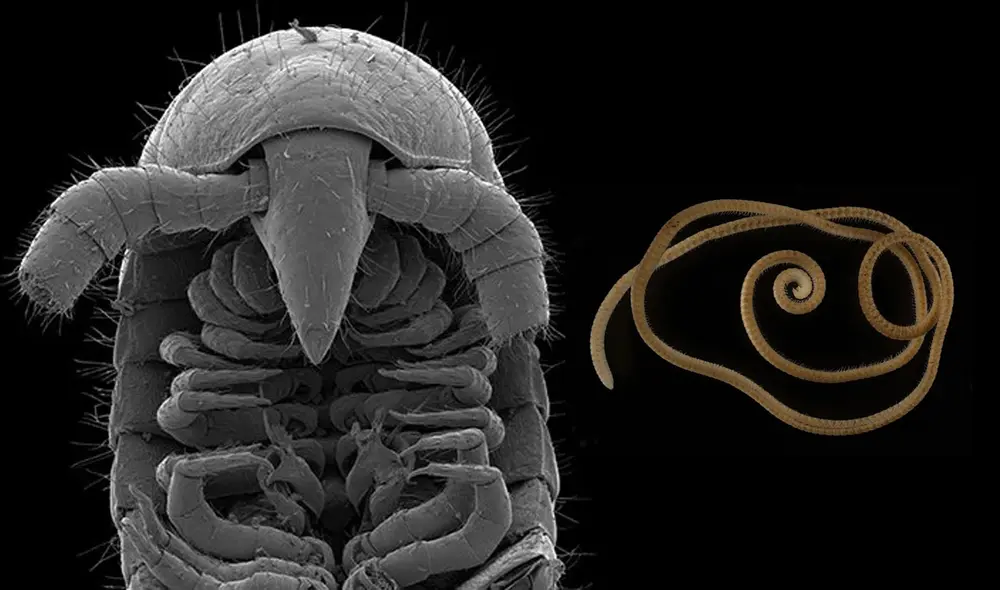 El milpiés Eumillipes persephone fue hallado en un pozo minero de Australia. Ejemplar macho (izq.) y hembra (der.) Foto: Scientific Reports / Marek et al El milpiés Eumillipes persephone fue hallado en un pozo minero de Australia. Ejemplar macho (izq.) y hembra (der.) Foto: Scientific Reports / Marek et al