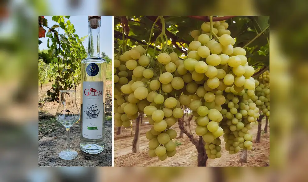 Pisco gana nuevo galardón. Pisco gana nuevo galardón.