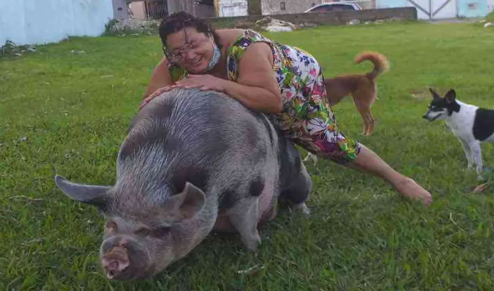 Mujer compra mini pig, pero este crece y termina pesando más de 250 kilos . Foto: captura de YouTube.