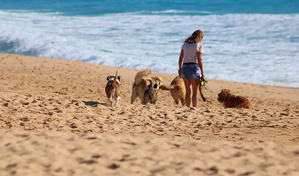Las mascotas de una relación fueron parte de una pelea judicial. Foto: Inonoyazy Las mascotas de una relación fueron parte de una pelea judicial. Foto: Inonoyazy
