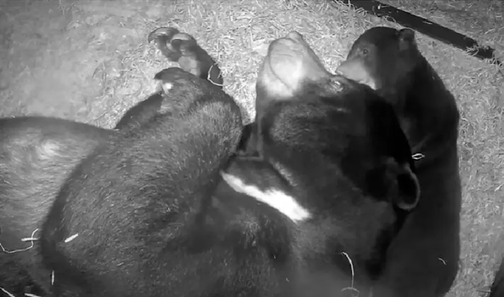 El video ha sido compartido en la página Caters Clips. Foto: captura de Facebook