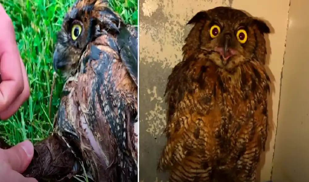 El video ha sido compartido en el canal El Dodo. Foto: captura de YouTube El video ha sido compartido en el canal El Dodo. Foto: captura de YouTube