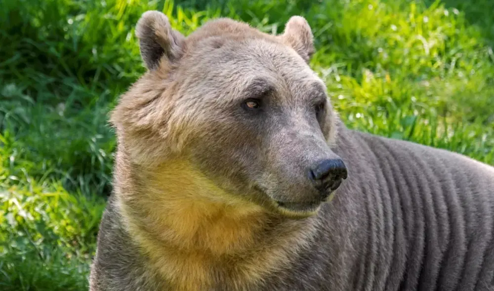 El primer avistamiento de un oso grolar ocurrió en 2006, cuando un cazador en el Ártico de Canadá mató a lo que creía era un oso polar y descubrió una especie mezclada. Foto: Philippe Clement / Arterra / Universal Images Group El primer avistamiento de un oso grolar ocurrió en 2006, cuando un cazador en el Ártico de Canadá mató a lo que creía era un oso polar y descubrió una especie mezclada. Foto: Philippe Clement / Arterra / Universal Images Group