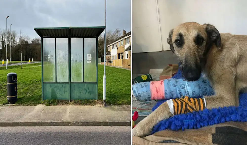 Un joven se percató que unos desconocidos ataron a un indefenso animal a un poste de luz en medio de la noche y después lo abandonaron. Foto: RSPC/ Facebook