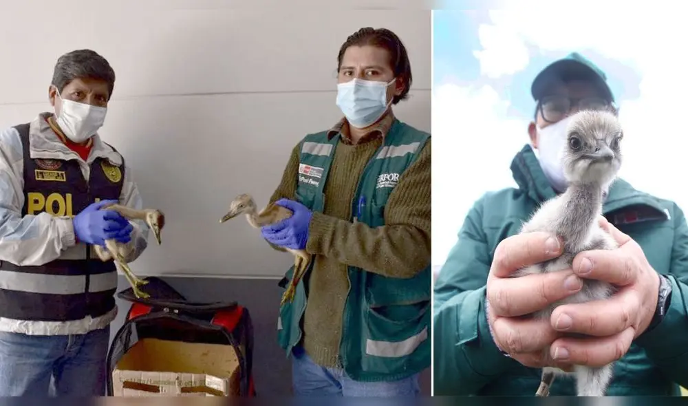 Suris fueron rescatados mientras eran trasladados a Arequipa. Foto: Serfor / La República