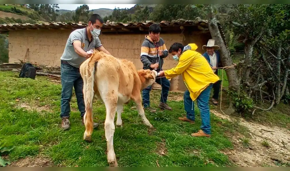 Promotores agropecuarios capacitan a criadores de ganado lechero en San Marcos. Foto: Gobierno Regional de Cajamarca. Promotores agropecuarios capacitan a criadores de ganado lechero en San Marcos. Foto: Gobierno Regional de Cajamarca.