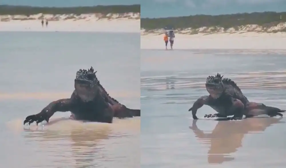 Extraña criatura aparece en una playa y causa asombro en los bañistas. Foto: captura de TikTok