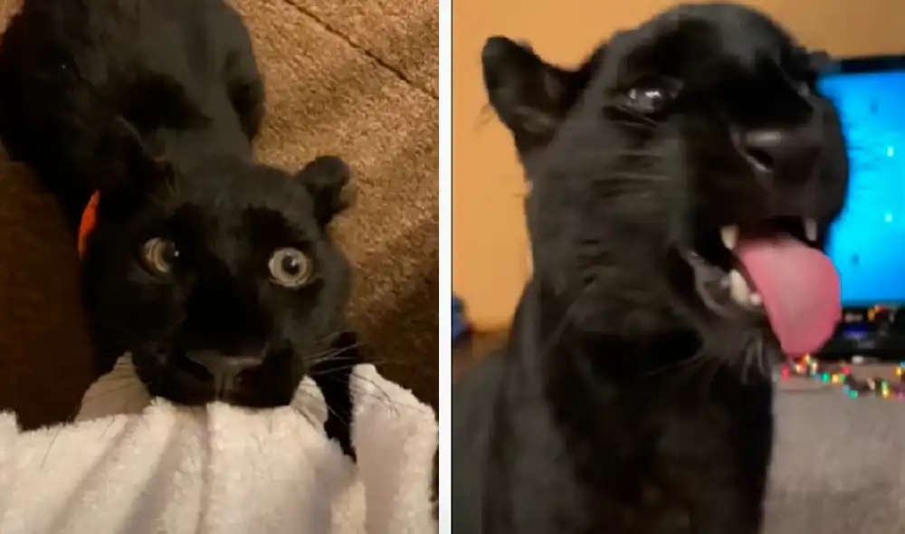 El video ha sido compartido en el canal Luna_the_pantera. Foto: captura de YouTube