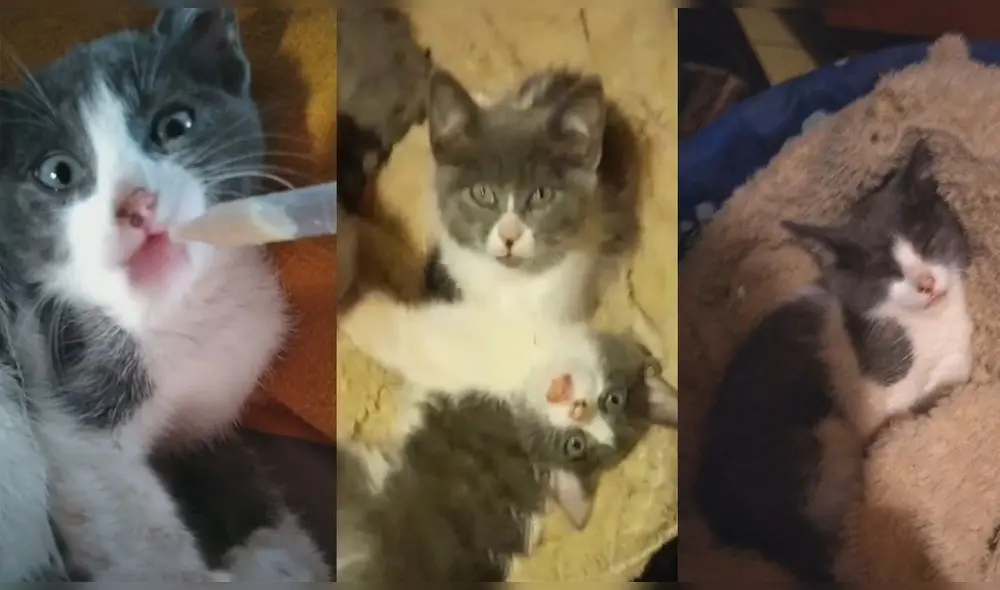 Video fue visto más de dos millones de veces en TikTok. Foto: captura de TikTok