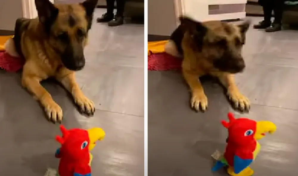 El video ha sido compartido en el canal ViralHog. Foto: captura de Facebook