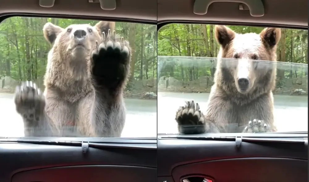Oso sorprende al intentar abrir la puerta para ingresar a un vehículo lleno de pasajeros. Foto: captura de TikTok Oso sorprende al intentar abrir la puerta para ingresar a un vehículo lleno de pasajeros. Foto: captura de TikTok