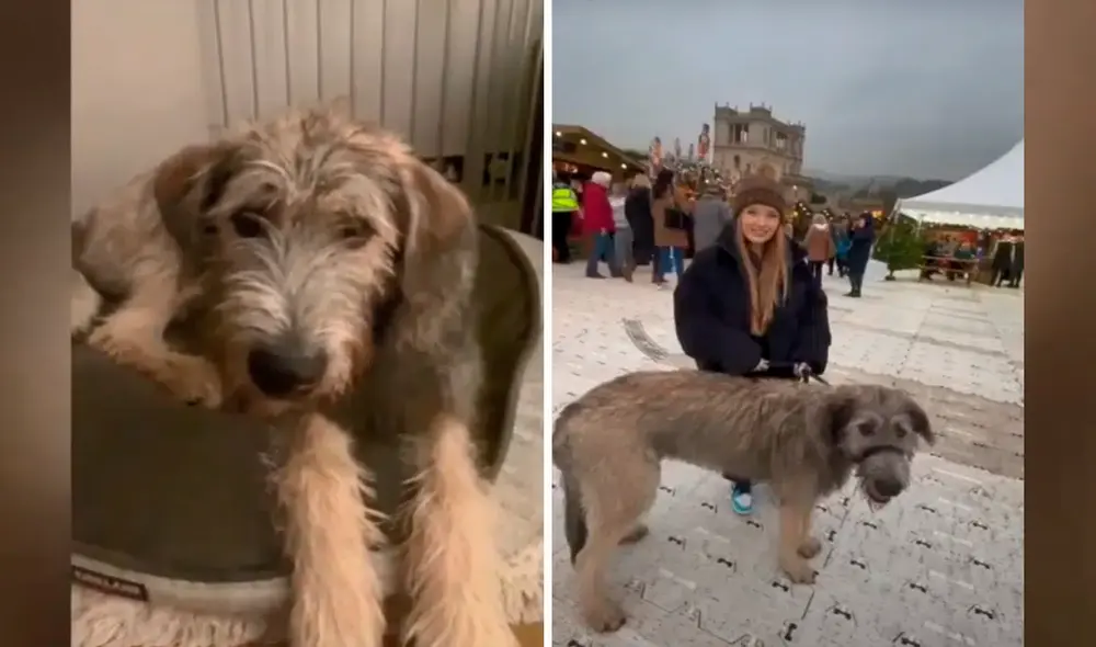 A su corta edad, Arlo es considerado el cachorrito más grande del mundo. Foto: captura de Facebook A su corta edad, Arlo es considerado el cachorrito más grande del mundo. Foto: captura de Facebook