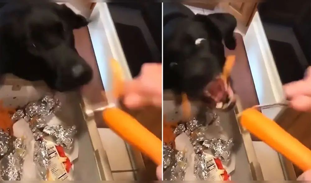 La escena ha conseguido casi 200.000 reproducciones en la red social. Foto: captura de Twitter