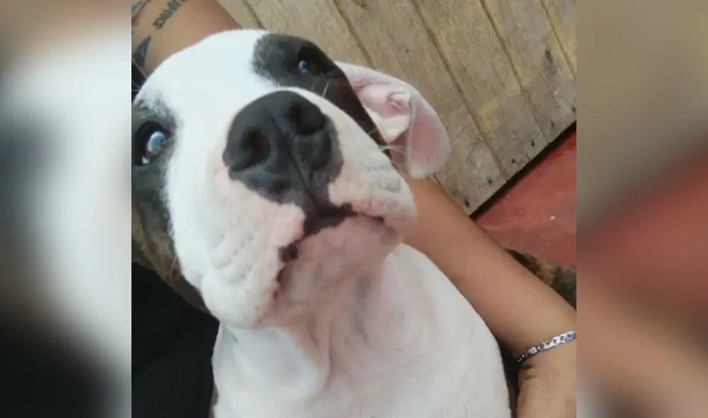 Perro estuvo más de 12 horas en un establecimiento veterinario. Foto: captura de Latina